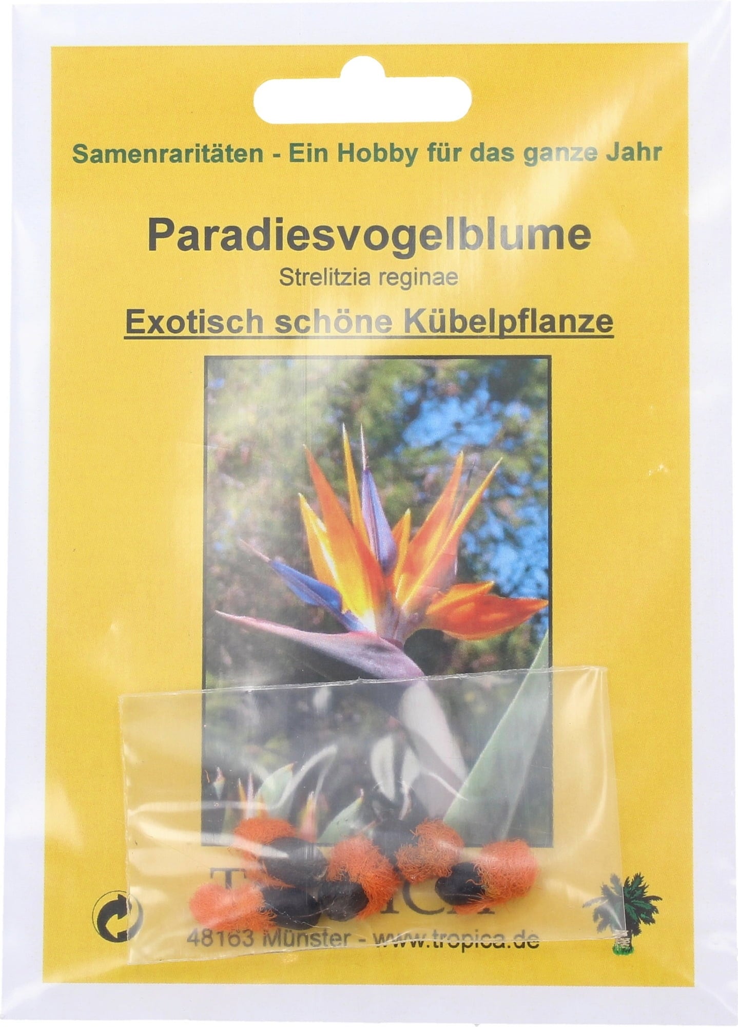 Paradiesvogelblume