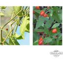 Magic Garden Seeds Seltene Wildchili-Sorten - Samenset