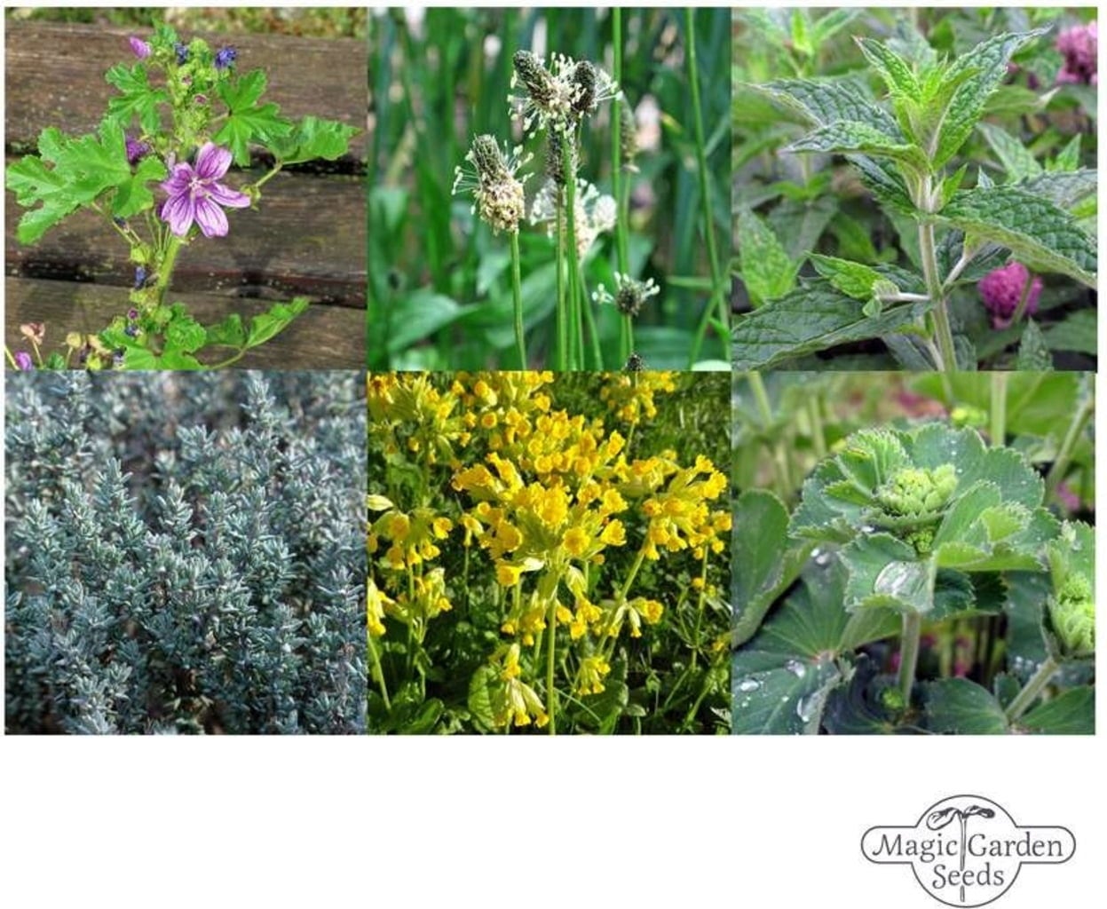 Magic Garden Seeds Heilende Bergkräuter - Samenset