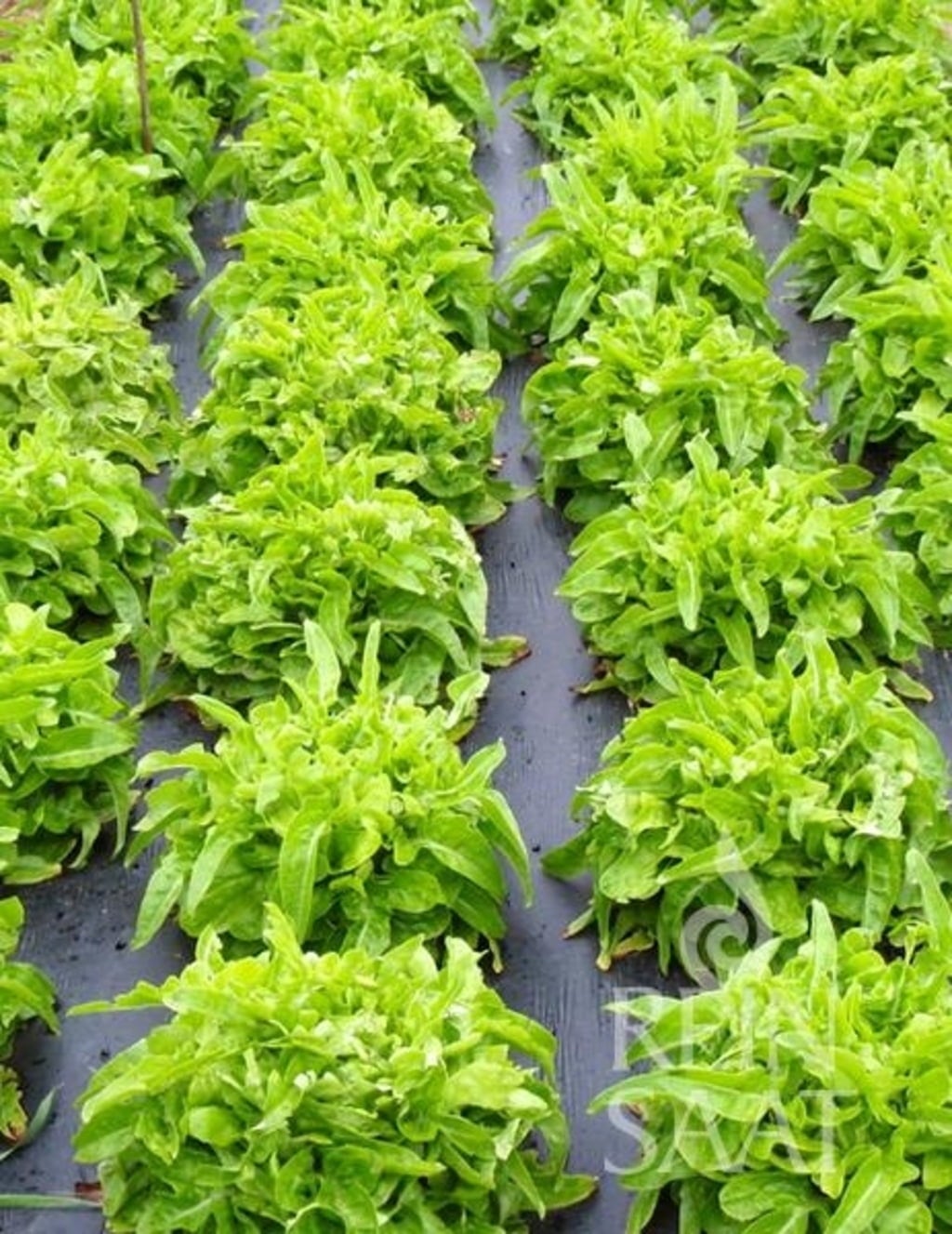 ReinSaat Salat 