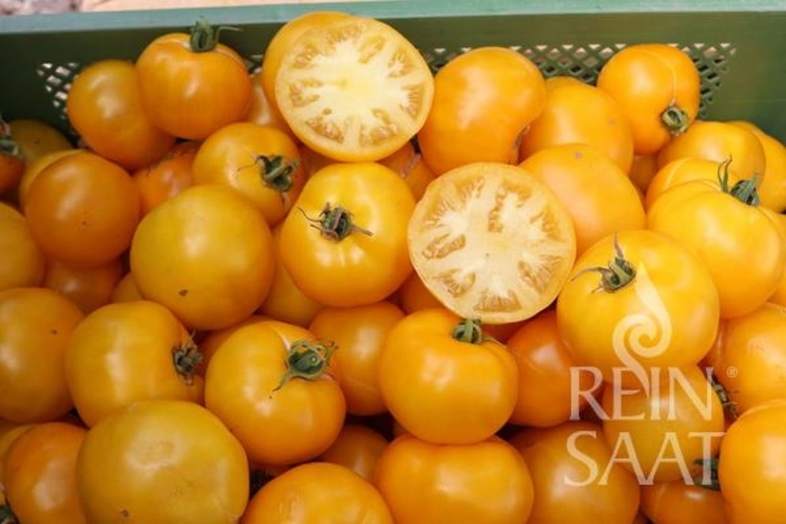 ReinSaat Fleischtomate 