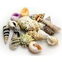 Hobby Sea Shells Set - klein