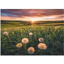 Puzzle - Pusteblumen im Sonnenuntergang, 500 Teile