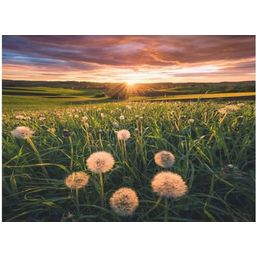 Puzzle - Pusteblumen im Sonnenuntergang, 500 Teile