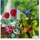 Magic Garden Seeds Bio Beeren-Naschgarten  - Geschenkset
