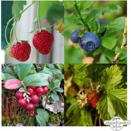 Magic Garden Seeds Bio Beeren-Naschgarten  - Geschenkset
