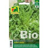 AUSTROSAAT Bio Endivie Wallone (Frisée)