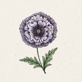 Seidenmohn "Amazing Grey" Papaver rhoeas 