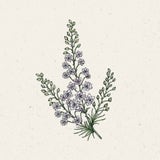 Rittersporn "Fancy Smokey Eyes" Delphinium Consolida 