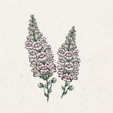 Löwenmäulchen "Costa Silver" Antirrhinum Majus 