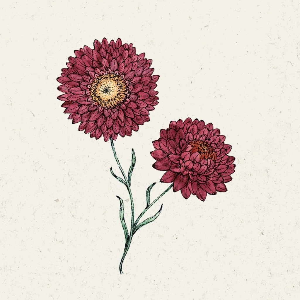 Strohblume 