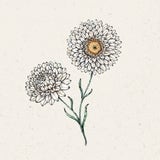 Strohblume "white" Helichrysum Bracteatum 