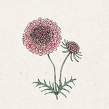 Skabiose "Salmon Queen" Scabiosa atropurpurea 