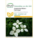 Saflax Asiatischer Blüten - Hartriegel