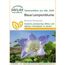 Saflax Blaue Lampionblume - 1 Pkg