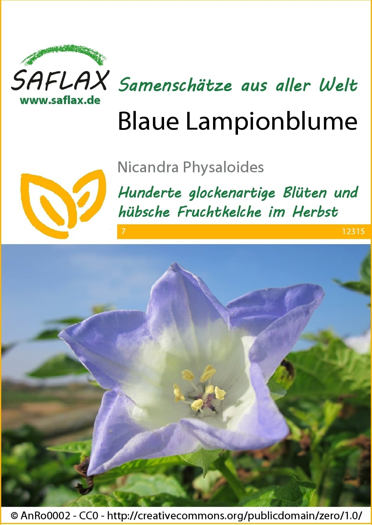 Saflax Blaue Lampionblume - 1 Pkg