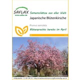 Saflax Japanische Blütenkirsche
