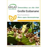 Saflax Große Essbanane