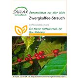 Saflax Zwergkaffee-Strauch
