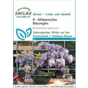 Saflax Bonsai - Afrikanischer Blauregen - 1 Pkg