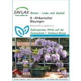 Saflax Bonsai - Afrikanischer Blauregen
