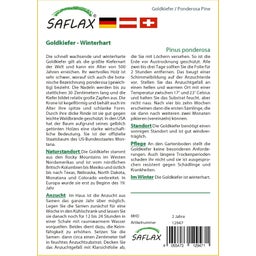 Saflax Goldkiefer - 1 Pkg