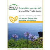 Saflax Schmucklilie / Liebesbaum