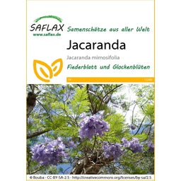 Saflax Jacaranda - 1 Pkg