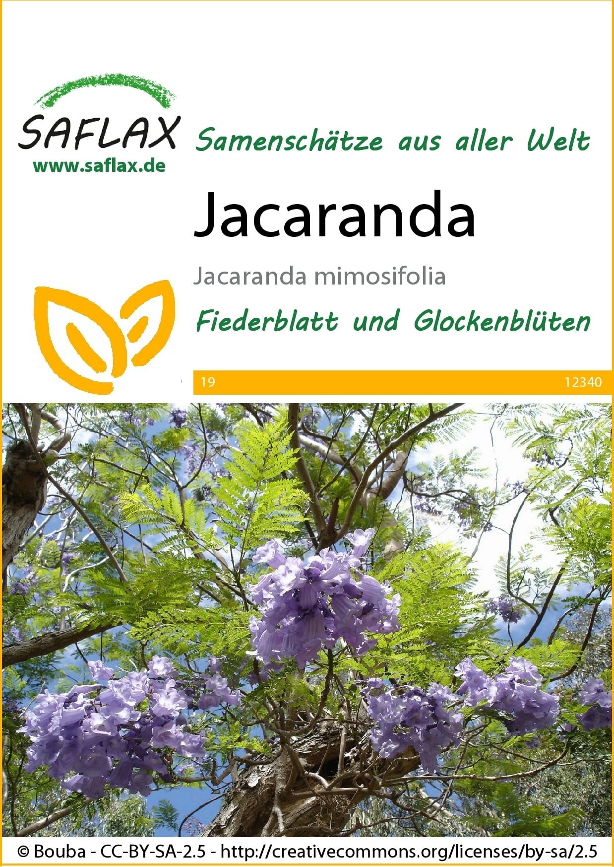 Jacaranda