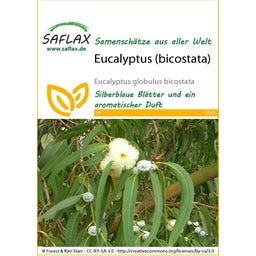 Saflax Eucalyptus (bicostata) - 1 Pkg