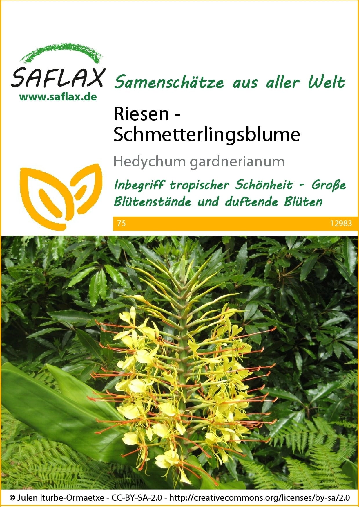 Saflax Riesen - Schmetterlingsblume - 1 Pkg