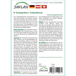 Saflax Bonsai - Dreispitzahorn - 1 Pkg