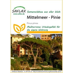 Saflax Mittelmeer - Pinie - 1 Pkg