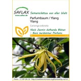 Saflax Parfumbaum / Ylang Ylang