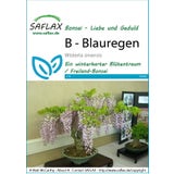 Saflax Bonsai - Blauregen
