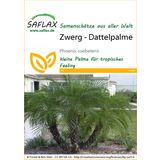Saflax Zwerg - Dattelpalme