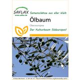 Saflax Ölbaum