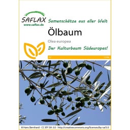 Saflax Ölbaum - 1 Pkg