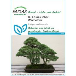 Saflax Bonsai - Chinesischer Wacholder - 1 Pkg