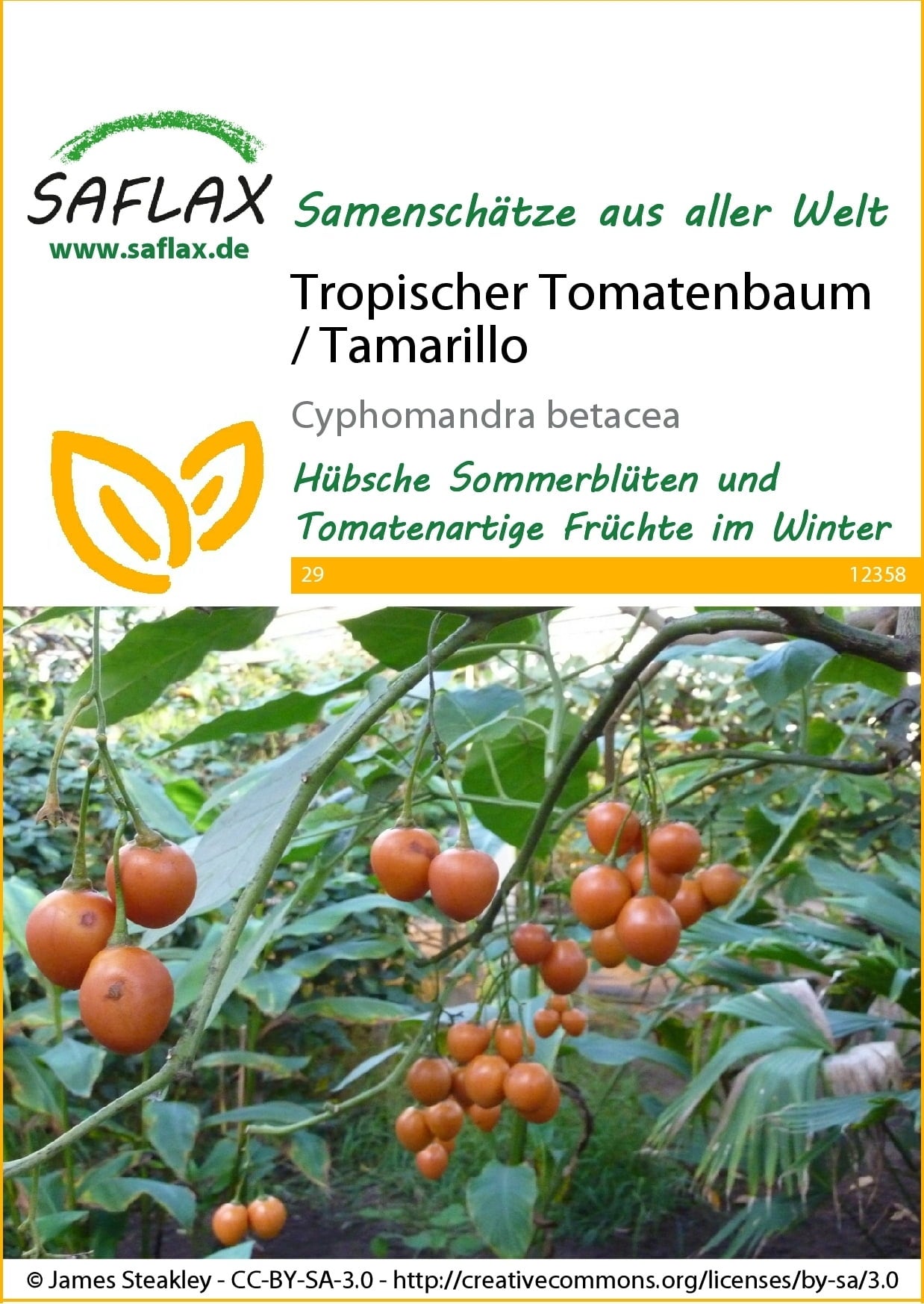 Saflax Tropischer Tomatenbaum / Tamarillo - 1 Pkg