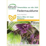 Saflax Fledermausblume