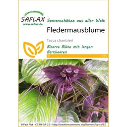 Saflax Fledermausblume - 1 Pkg