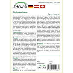 Saflax Fledermausblume - 1 Pkg