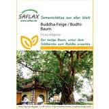 Saflax Buddha-Feige / Bodhi-Baum