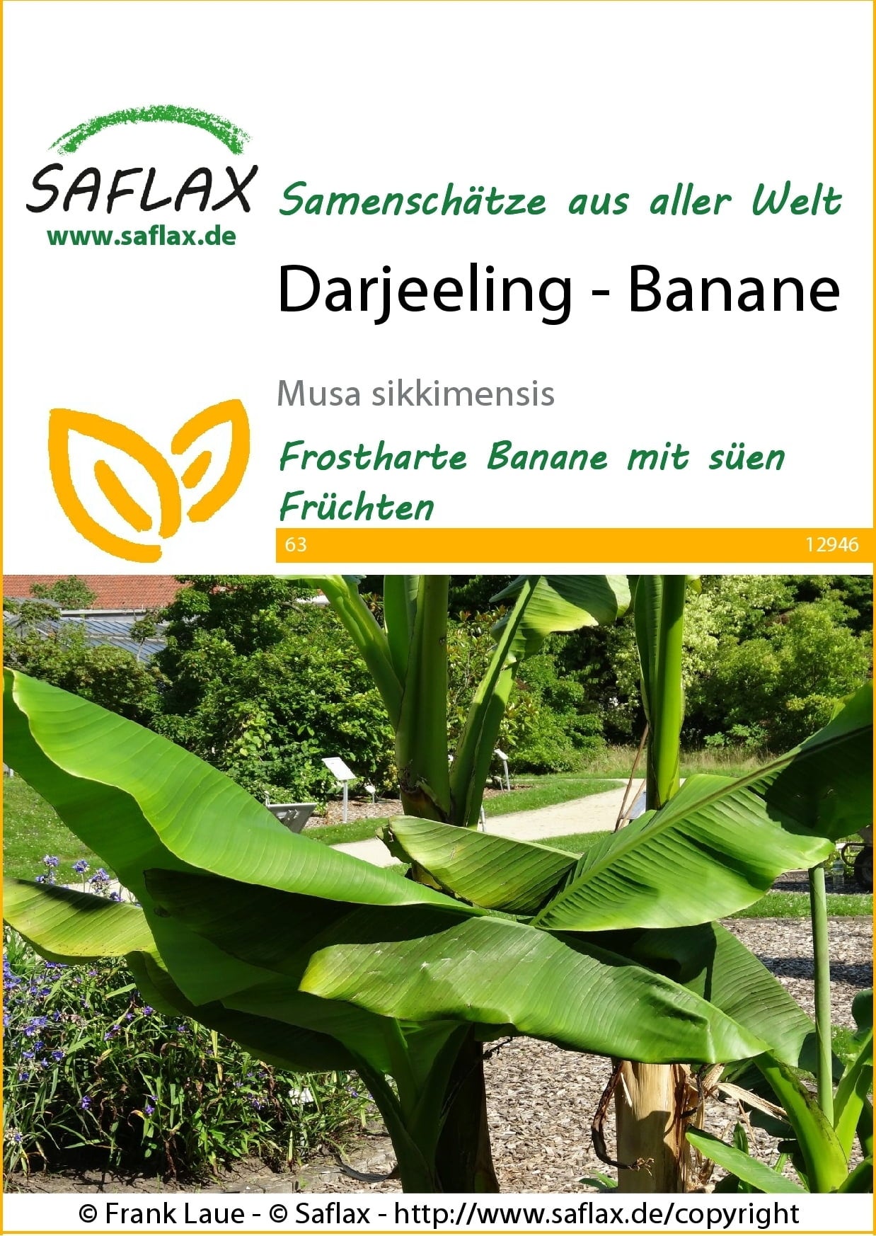 Saflax Darjeeling - Banane - 1 Pkg