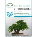 Saflax Bonsai - Felsenkirsche - 1 Pkg