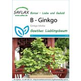 Saflax Bonsai - Ginkgo