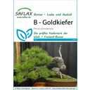 Saflax Bonsai - Goldkiefer - 1 Pkg