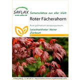 Saflax Roter Fächerahorn