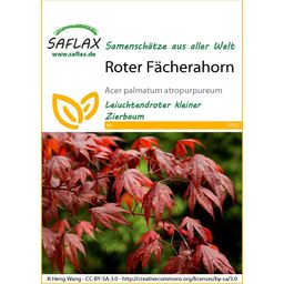 Saflax Roter Fächerahorn - 1 Pkg